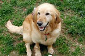 Goldheart Golden Retriever Rescue Adoptions And Fostering