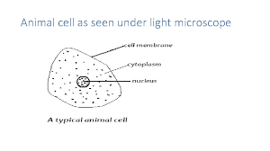 Animal cell as seen under light microscope. Components Teacher Stem In Curriculum Mr Mwaurah School