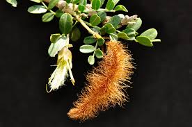 Image result for Ormocarpum