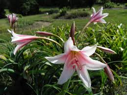 Image result for Craibia zimmermannii