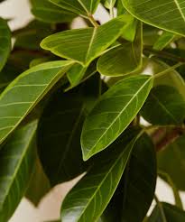 Image result for Ficus variifolia