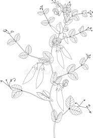 Lentil, small annual legume of the pea family and its nutritious edible seed. Pea Bean Plant Stock Illustrations 4 066 Pea Bean Plant Stock Illustrations Vectors Clipart Dreamstime