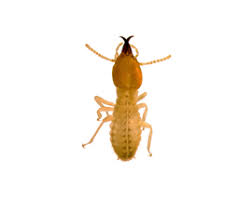 Get your pest control quote today. Long Island Ny Pest Control Nassau County Suffolk County New York Ny Ants Roaches Bed Bugs Bedbugs Rats Mice Termites Pest Control Exterminators Ants Bedbugs Cockroaches Mice Rats Fleas Ticks Centipede Millipede