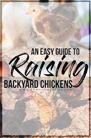 What chicken farmers know is that chickens like their space. Easy Guide To Raising Backyard Chickens Getting Started