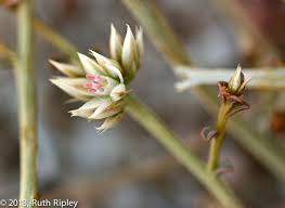 Image result for Hermbstaedtia