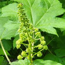 Image result for Araliaceae