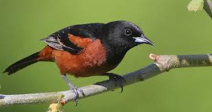 Maybe you would like to learn more about one of these? Orchard Oriole Vs Baltimore Oriole How Do They Compare Birdwatching Buzz