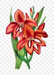Hand Drawn Orange Gladiolus Flower Design Element Free Image By Rawpixel Com Gladiolus Flower Flower Drawing Flowers
