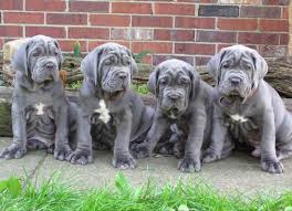 Ukpets found 0 the following results on neapolitan mastiff for sale in the uk based on your search criteria. Fully Vet Checked Vac Neapolitan Mastiff Pups