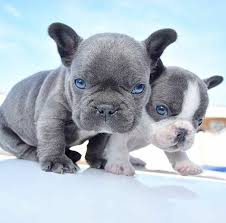 You may either find your future puppy amongst our published french bulldog puppies for sale or, based on a special search, we will locate your future french bulldog. Charming Litter Of Blue French Bulldog Puppies For Sale For Sale Pets Livestock Dogs Puppies Puppies Litters Loot