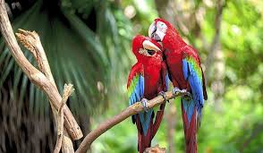 What Animals Live In The Amazon Rainforest Amazon Animals Amazon Rainforest Animals Rainforest Animals