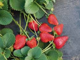 'dorsett golden' (100 hours or less); New Low Chill Strawberry Selection With Early Yields