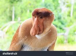 Résultat de recherche d'images pour "nasalis larvatus"