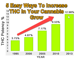 5 Easy Ways To Increase Thc In Your Cannabis Grow