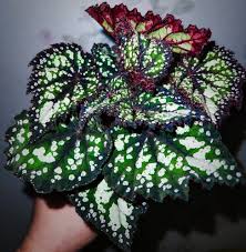 Image result for Begonia princeae