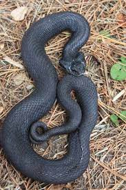 Melanistic Black Phase Eastern Hognose Snake Heterodon Platirhinos Hognose Snake Snake Terrarium Pet Snake