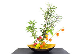 In asia and elsewhere around the world, sky lanterns have been traditionally made for centuries. How To Grow And Take Care Of A Chinese Lantern Plant Gardenerdy