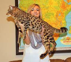 Serval kittens for sale come in a large variety which guarantees that all shoppers find choices befitting their tastes and needs. Savannah Cat For Sale Near Me Online Shopping