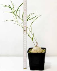 Image result for Turbina holubii