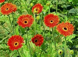 Image result for Gerbera viridifolia