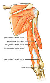 This muscle diagram is interactive: Easy Notes On Muscles Of The Upper Arm Learn In Just 3 Minutes Earth S Lab