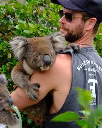 Koala Bear With Lovable Aussie Chrishemsworth Chris Hemsworth Thor Hemsworth Chris Hemsworth