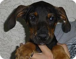 We did not find results for: Oviedo Fl Doberman Pinscher Meet Boscoe A Pet For Adoption