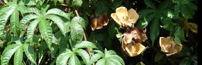 Image result for Merremia tuberosa