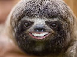 Photos 20 Animals With Joe Biden S Teeth Sloth Funny Animals Cute Sloth Pictures