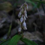 Image result for Polystachya hastata