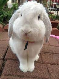 Pin By Kristin Foster On The Little Things Funny Bunny Videos Rabbit Pictures Daily Bunny