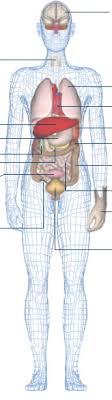 Bbc Science Nature Human Body And Mind Anatomy