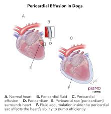Image result for Pericardium
