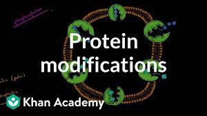 31 structure of proteins proteins have different. Protein Modifications Video Dna Khan Academy