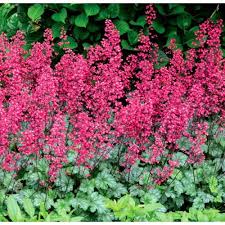 Perennials For Shade That Bloom All Summer The Garden Glove