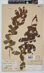 Image result for Eriosema pauciflorum