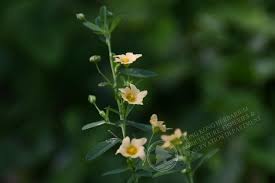 Image result for Sida chrysantha