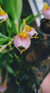 Image result for Clappertonia ficifolia