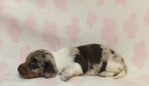 Dachshund puppies are most commonly found with smooth short coats, but they do also come in wire and long haired varieties. Delaware Dachshunds Delaware Dachshund Breeder