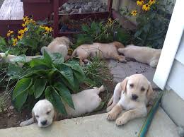 Akc labrador retriever puppies we spend a lot of time with our pups and they are well socialized before going to their new homes. Puppies For Sale In Michigan Petfinder