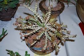 Image result for Euphorbia fanshawei