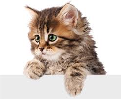 Home Cat Png Cats Kitten Png