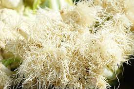 Maybe you would like to learn more about one of these? Root Rot In Hydroponic Plants Prevention And Cure