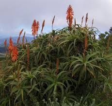 Image result for Aloe arborescens