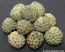 Image result for Annona squamosa