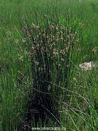 Image result for Juncus balticus