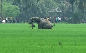 Elephants, tigers kill one human a day ...