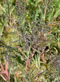 Image result for Rhytachne latifolia