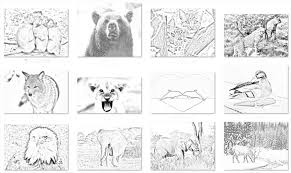 You can take these assets and add them to the interiors of your low content books or use them. The Wild Unrestricted Plr Coloring Book