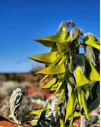 Image result for Crotalaria kirkii